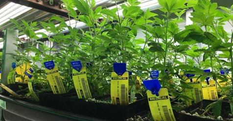 Ohio Medical Marijuana Grow Application Review Was 'Sloppy'